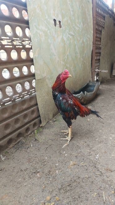 домик для большой собаки: Xoruz, il: 2 — 1