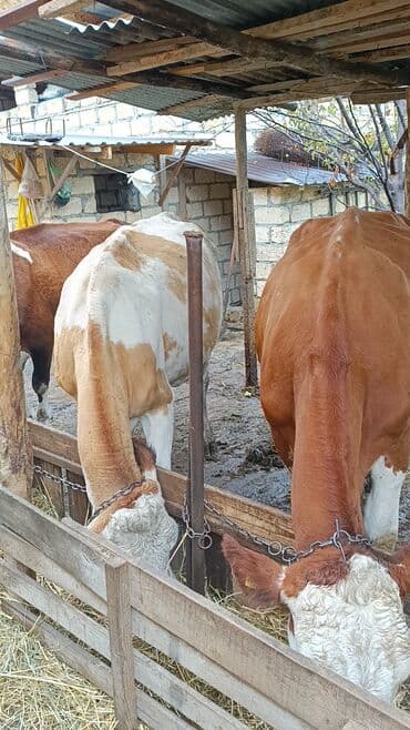 smental inekler: Самка, Simental, лет: 3, Для молока — 5