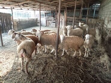 Dovşanlar: 20 eded heyvandır 12si erkek 8 disi Əlavə məlumat üçün mesajla — 2