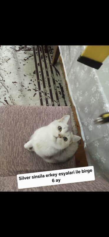 azerbaycanca pişik adlari: 50 ile 250 arasi cins saf qan saqlam pisiklerimiz var unvana — 8