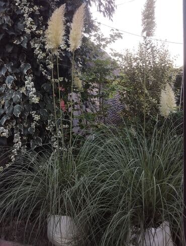 Букетные цветы: Gümüşü-boz rəngli yarpaqları olan bu evkalipt bitkiləri bağlarda və ya — 6