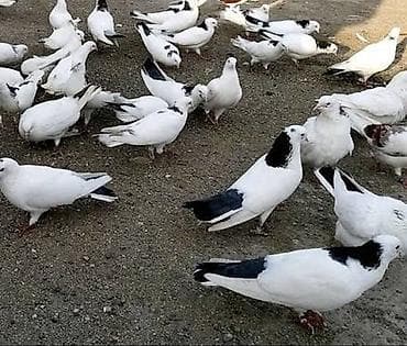 yumurtaliq toyuqlarin satisi: Salam goyercinler tecili satilir evden koc edirem deye bu qiymete — 1