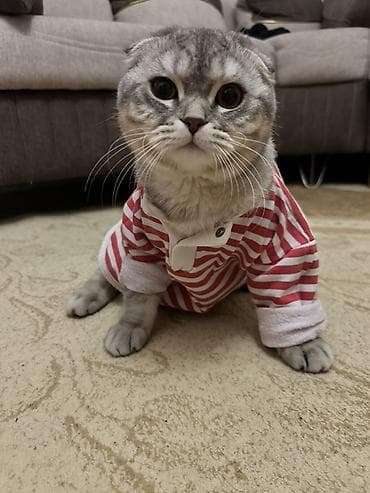 xaski ucuz: Şotland, Erkək, Cütləşmə üçün — 2