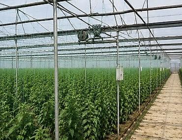 nabor hacar: Zire Qesebesi 2,20 hektarin torpaq satilir!!! icerisinde 55 sot — 3