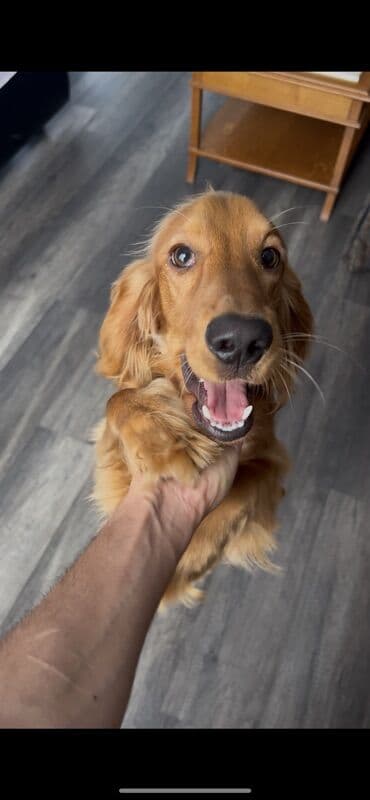 böyümüyen itler: Koker spaniyel, 1 il — 3