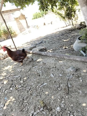 Tikiş: 5 xoruzlu qiymət hamsi 150 manat — 5