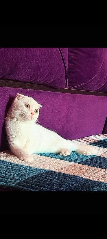 Ağıllı təmiz ev pişoyidi martin 30 dogulub təmiz cins sortdu şotlant lalafo.az -da Ağıllı təmiz ev pişoyidi martin 30 dogulub təmiz cins sortdu şotlant