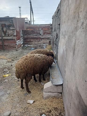 Quşlar: 11 ayligdi diri ceksin 65 kilodu ikisi bir yerde 1050 manat qoçlugda — 1