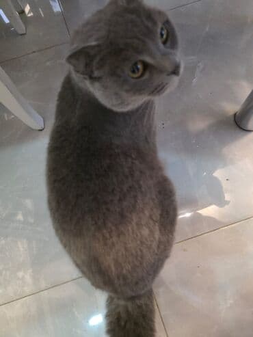 Şotland, Dişi, Yaxşı əllərə