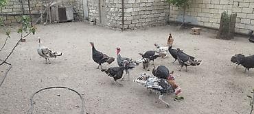 oglan it adlari azerbaycan: Erkək, Damazlıq — 7