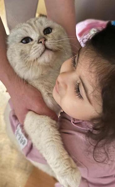 munchkin pişik: Şotland — 3