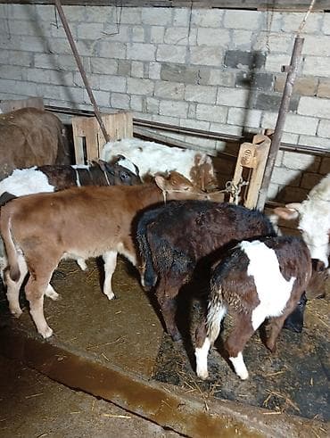 Птицы: Salam aleykum dishi danalardır qara alalar İvanovka di qırmızı sharol — 3