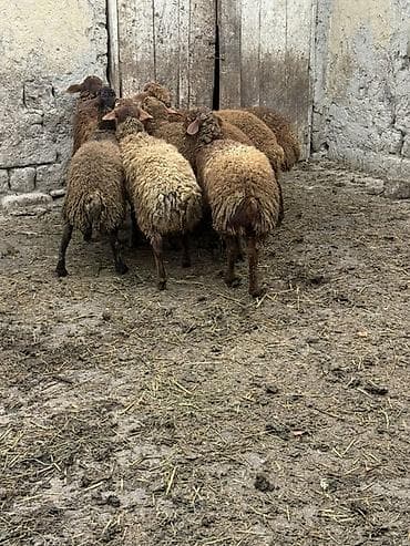 yerli keci: Qoyun sürüsü – 8 baş - Cins: ehtimalən yerli qaragül/yağılı tipli — 3