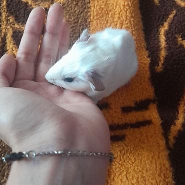 Ağ rəngli, kiçik ölçülü dəniz donuzu (guinea pig) - Yumşaq, dümağ lalafo.az -da Ağ rəngli, kiçik ölçülü dəniz donuzu (guinea pig) - Yumşaq, dümağ