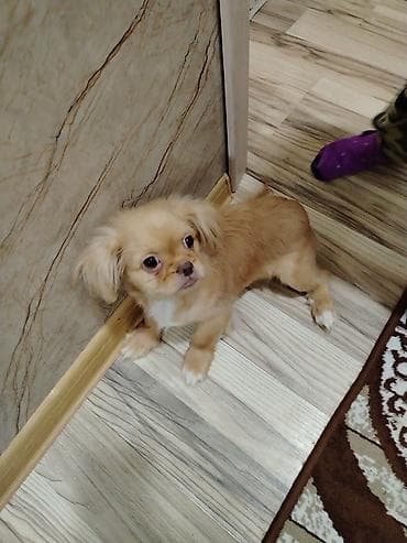 Собаки: Пекинес — 1