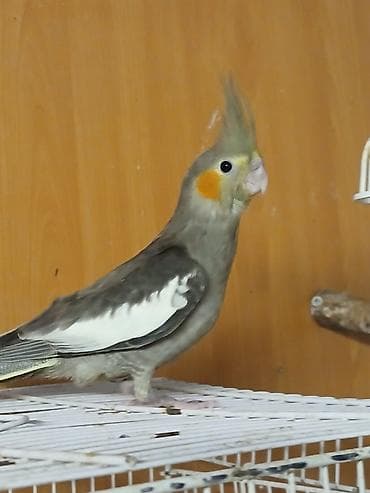 ev sicani: Məhsul: İki quş və qəfəs dəsti - Amadin . bulbul . valnisti . korella — 8