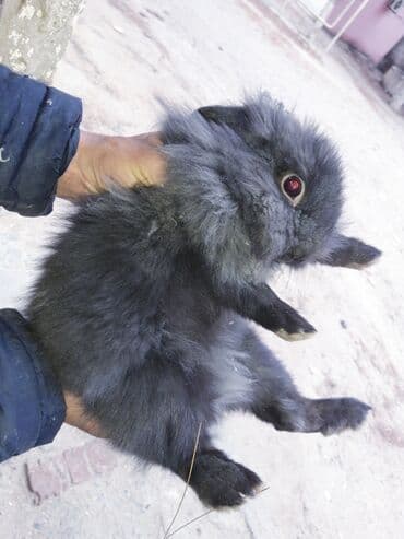 Digər kənd təsərrüfatı heyvanları: Ev dovşanları – müxtəlif rəng və tüklü növlər Məhsul təsviri: - — 2