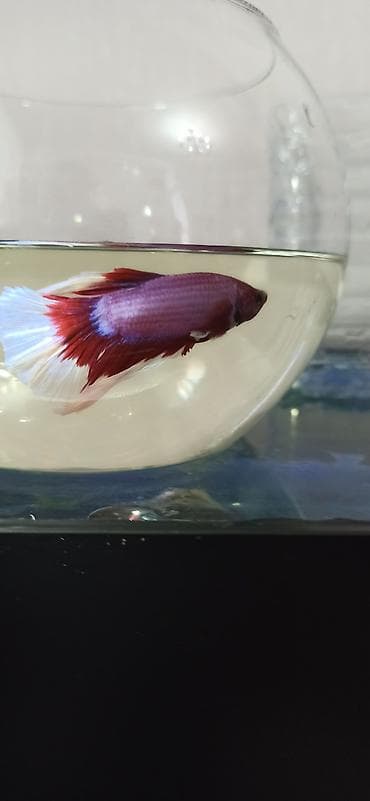 akvarium silikon: Betta (Petuşok balığı), Sülhsevər — 7