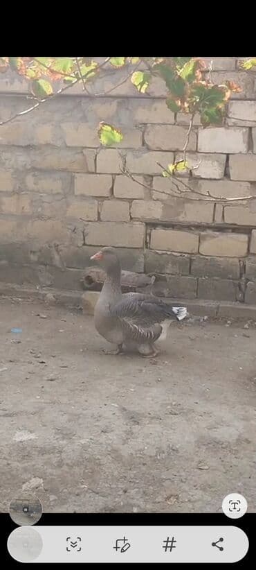 sort qazlar: Məhsul: Qazlar (ev quşu) Təsvir: - Şəkillərdə 2 ədəd ağ, 2 ədəd boz — 2