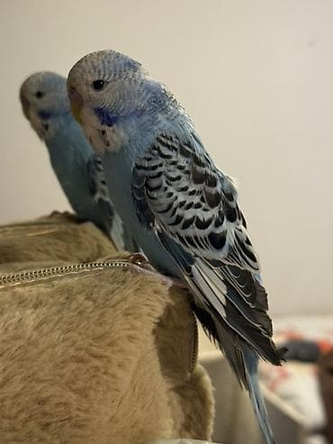 peleng sekili: Çex papuqayları . Tamm sağlam 3 aylığdılar gözel sekildə qulluğ olunub — 3