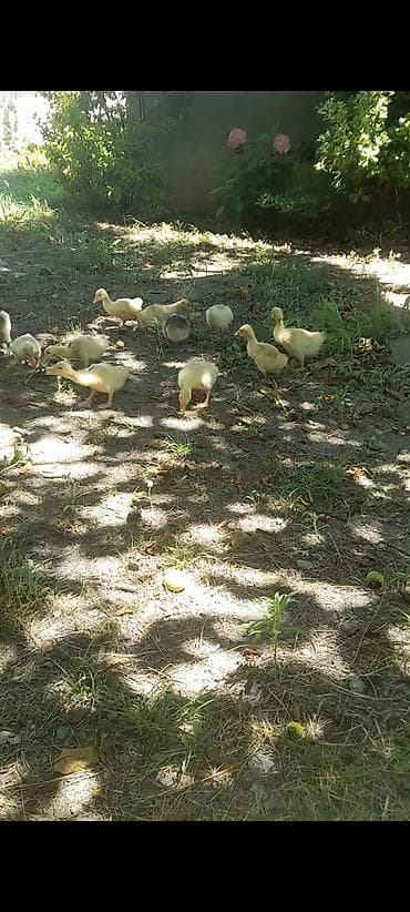 qaz balalar: 15 gunluk qaz balaları satılır yerli qazlardı sağlam heyvanlardı — 3