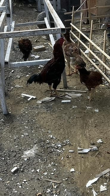 it insan seksi: Toyuq cücələri, Damazlıq — 2