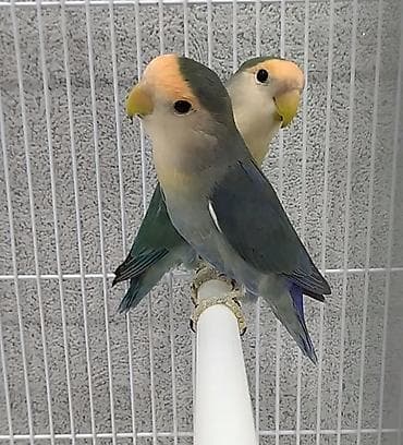 tutuquşlar: Salam. Cütə düşüblər. Nerazlucniklərin qiyməti 95 AZN. Ünvan Bayıl — 1