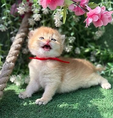 Şotland yastı qulaq