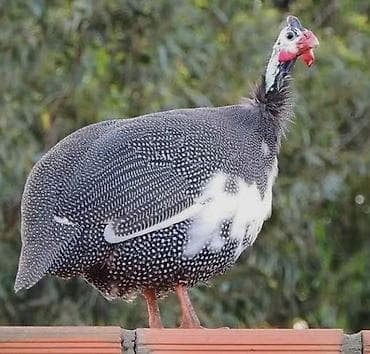 Damazlıq