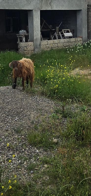 6,7 aylığ çəpişdi