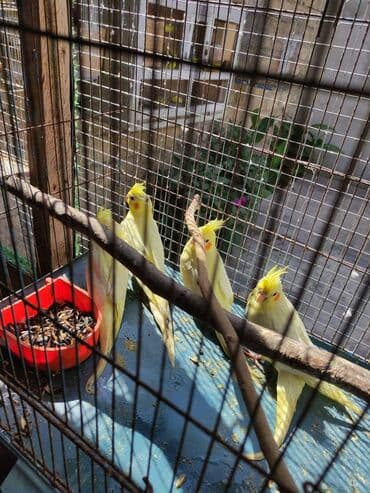 atla eşşəyin cütləşməsi: Bala korellalar yalniz zeng vitaminli — 6