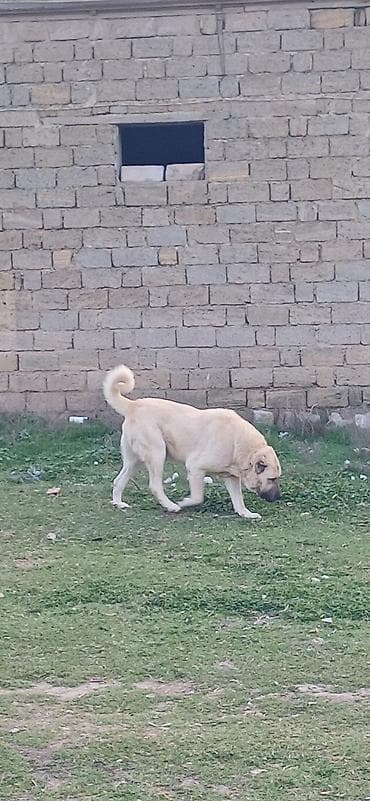 dog argentin: Kanqal, 2 il, Erkek — 8