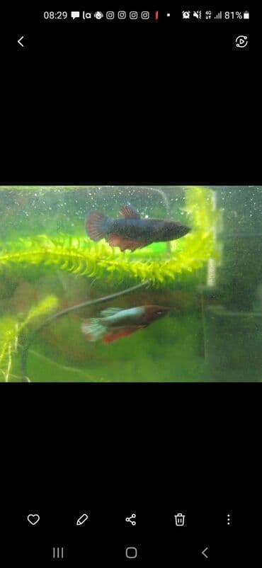 it qovan aparat: Betta (Petuşok balığı), Pulsuz çatdırılma — 3