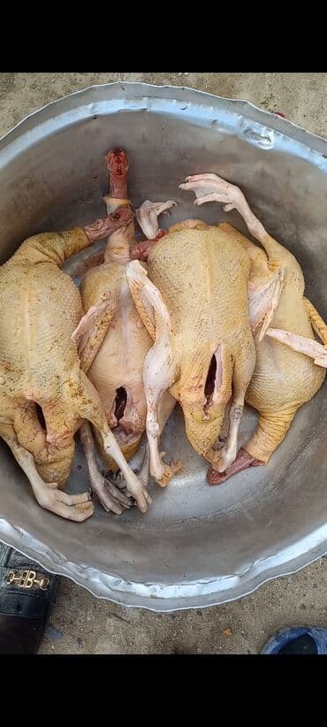 Balıq və dəniz məhsulları: Lal ordek — 1