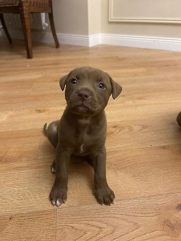 it doberman: Pitbul, 3 ay, Dişi — 2