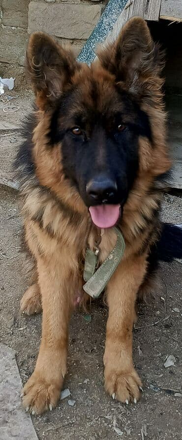 собака отдам в хорошие руки: Alman çoban iti, 1 il, Erkek — 1