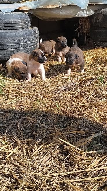 azerbaycanca at adları: Qafqaz çoban iti — 4