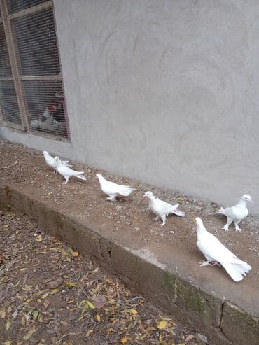 İtlər: Ağ rəngli göyərçinlər dəsti - Cins: dekorativ/ev göyərçinləri (tam ağ — 1