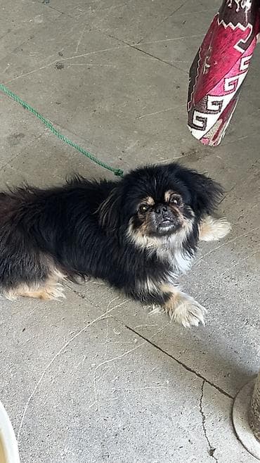 Pekines