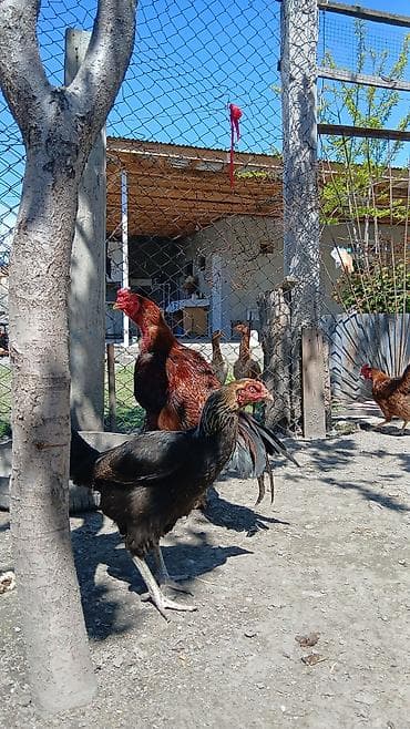 balali qoyun satilir: Temiz Qan Star neslinen olan Meydanliq heyvan Satilir men doyusduren — 2