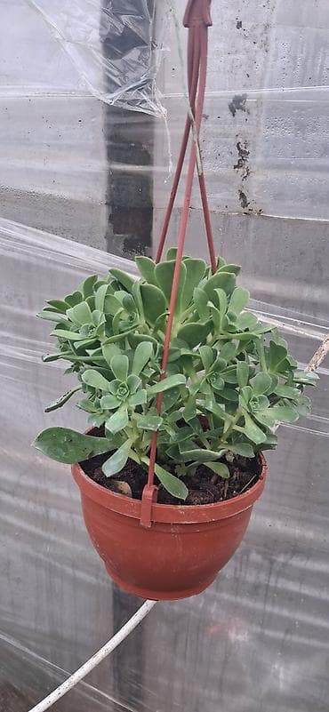 rozmarin bitkisi: Sukulent (Echeveria tipli) – qara plastik dibçəklərdə - Bitki tipi — 2