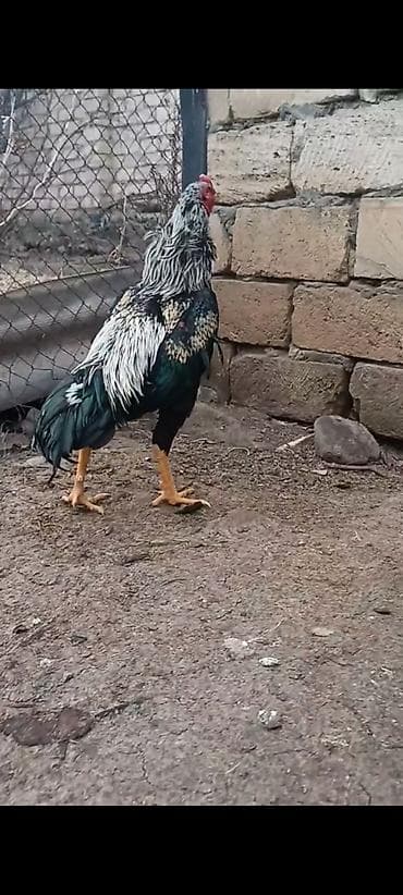 brama xoruz: 10 ayliq ata taylant ana mamba super qani olan heyvandi atasida — 2