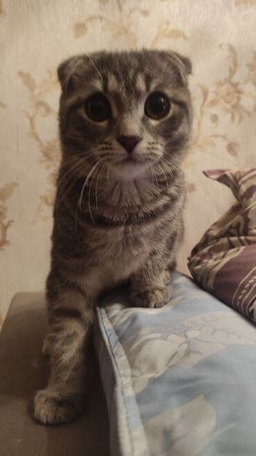 Серьги: Шотландская, Самка — 1