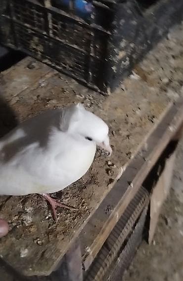 goyərcin yumurtası: Qoşa kekılı teze dene duşub baladı tam sağlam maya baladı kankıret — 2