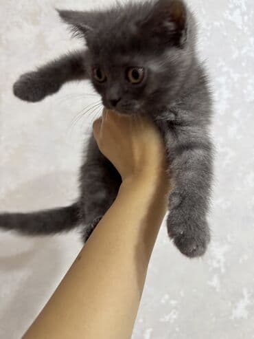 мейн кун купить в баку: Amerikan Shorthair — 3