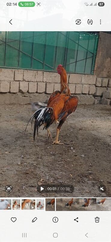 dovşan balaları: Məhsul: Uzunboyun döyüş xoruzu (ASEL tipli görünüş) Xüsusiyyətlər: - — 1