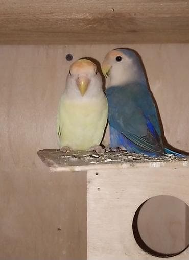 Sevgi quşları (lovebird) cütü – dekorativ və evdə bəsləmək üçün hazır