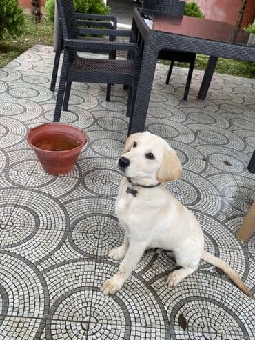 где можно купить собаку мальтипу: Ретривер, Самец — 1