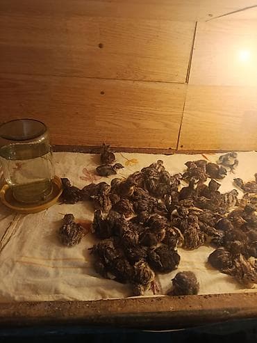 Qirqovul cuceleri

Şəkillərdə göstərilən miqdarda cücələr mövcuddur — 2