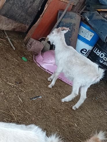 ucuz keçi: Salam 1ədəd sanen dişi çəpiş Ağ rəngli gənc keçi - Cins: yerli dağ — 3